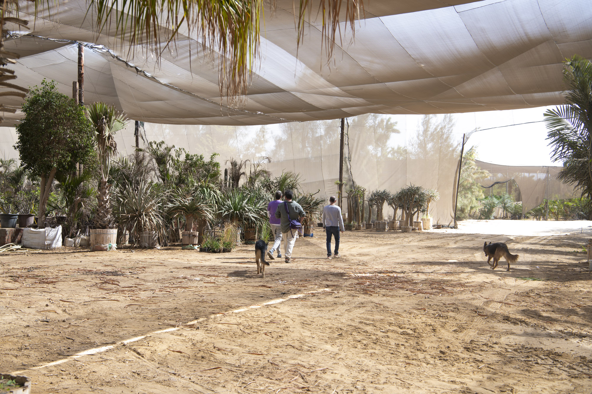 Three people walk though an undercover nursery in Egypt. l
